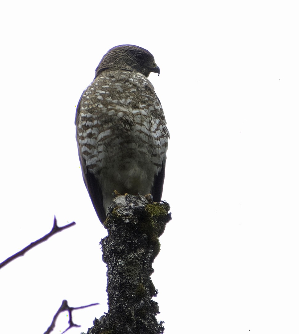 Broad-winged Hawk - ML468551251