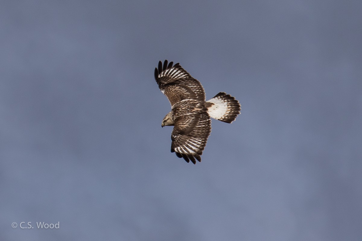 Rough-legged Hawk - Chris S. Wood