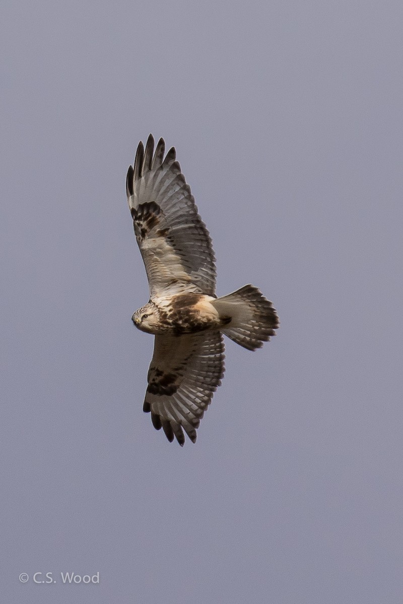 Rough-legged Hawk - ML46855251