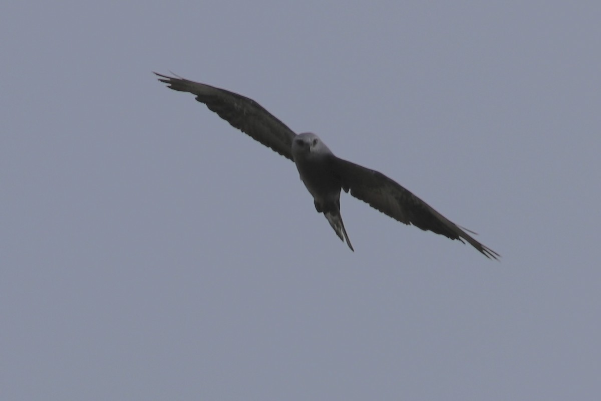 Mississippi Kite - ML468552711