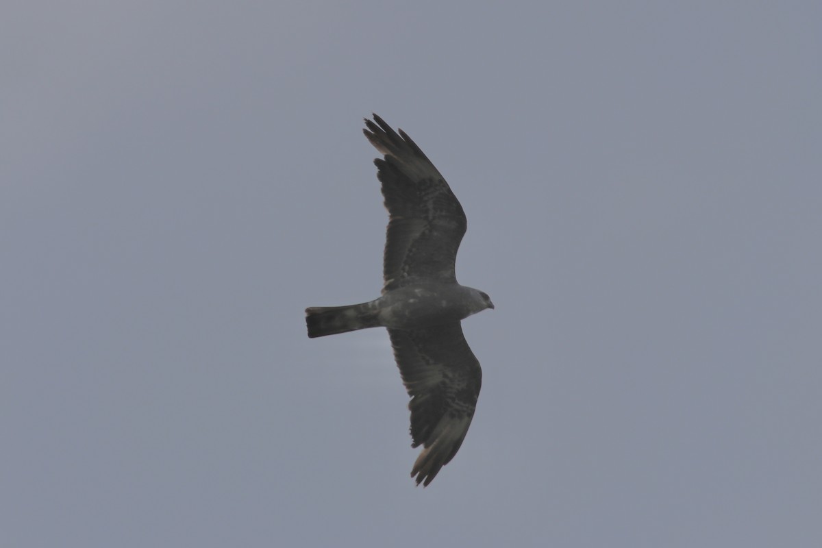 Mississippi Kite - ML468552721