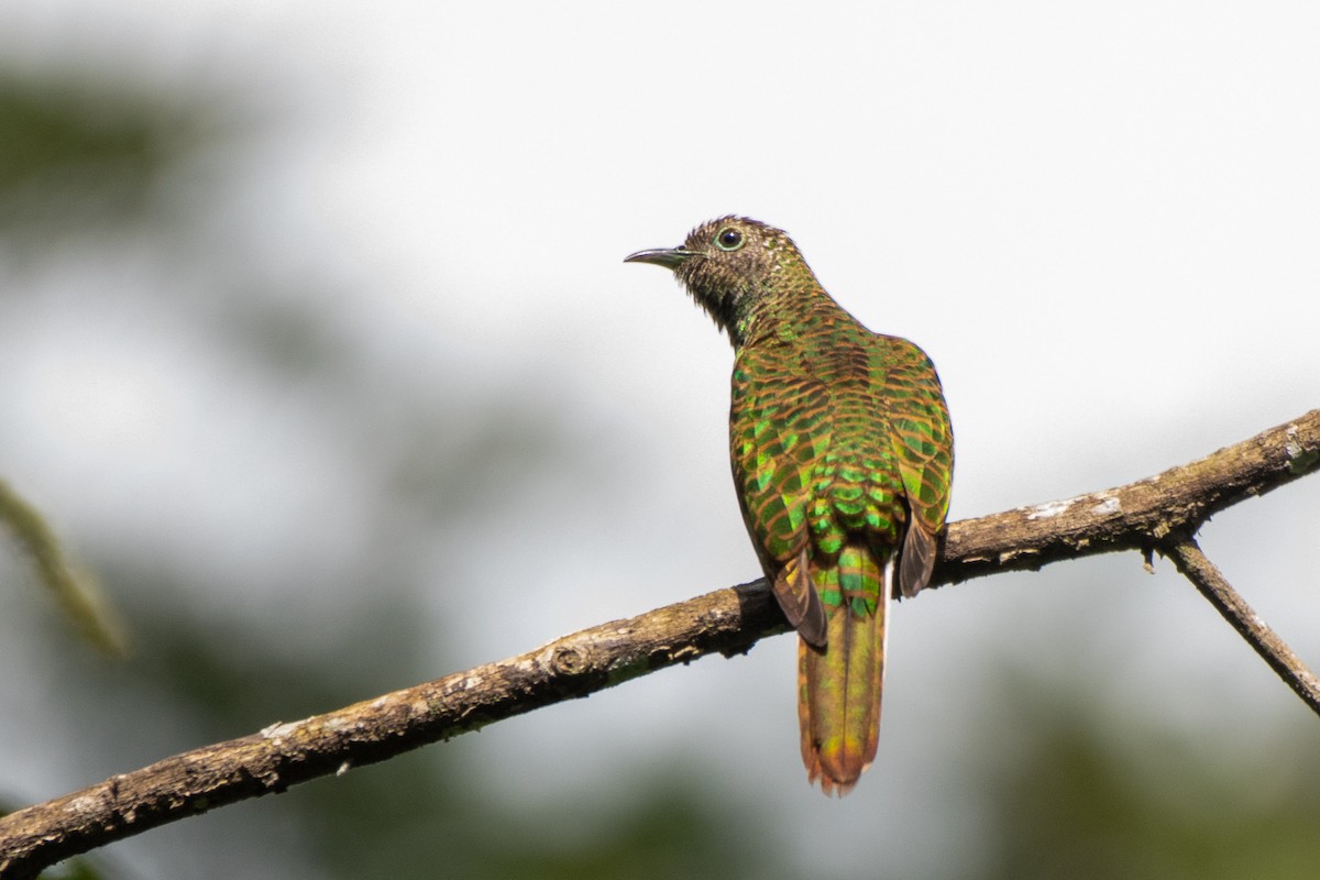 African Emerald Cuckoo - ML468553561