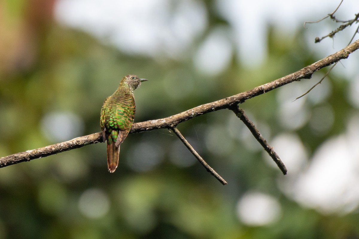 African Emerald Cuckoo - ML468553571