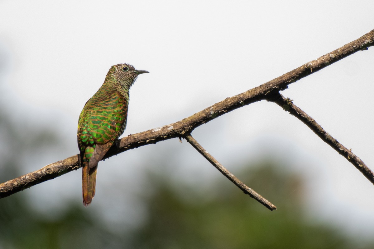 African Emerald Cuckoo - ML468553581