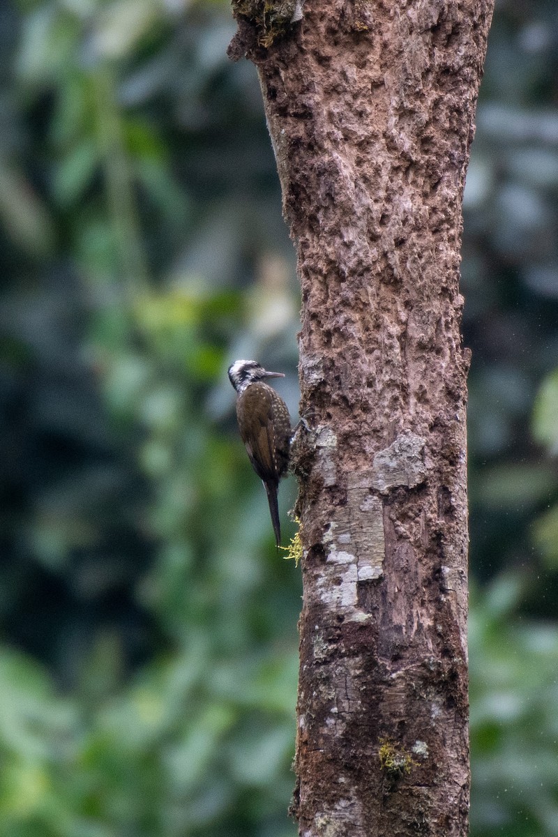 Golden-crowned Woodpecker - ML468554281
