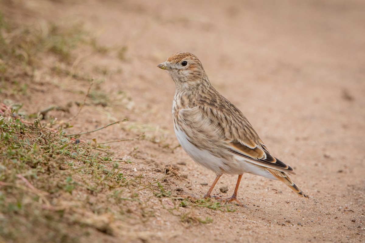 White-winged Lark - Carolien Hoek