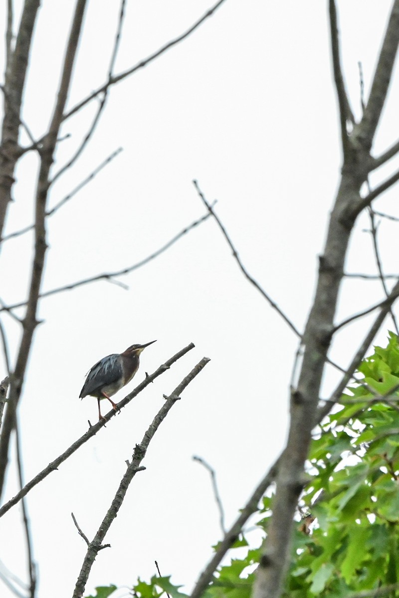 Green Heron - ML468555861