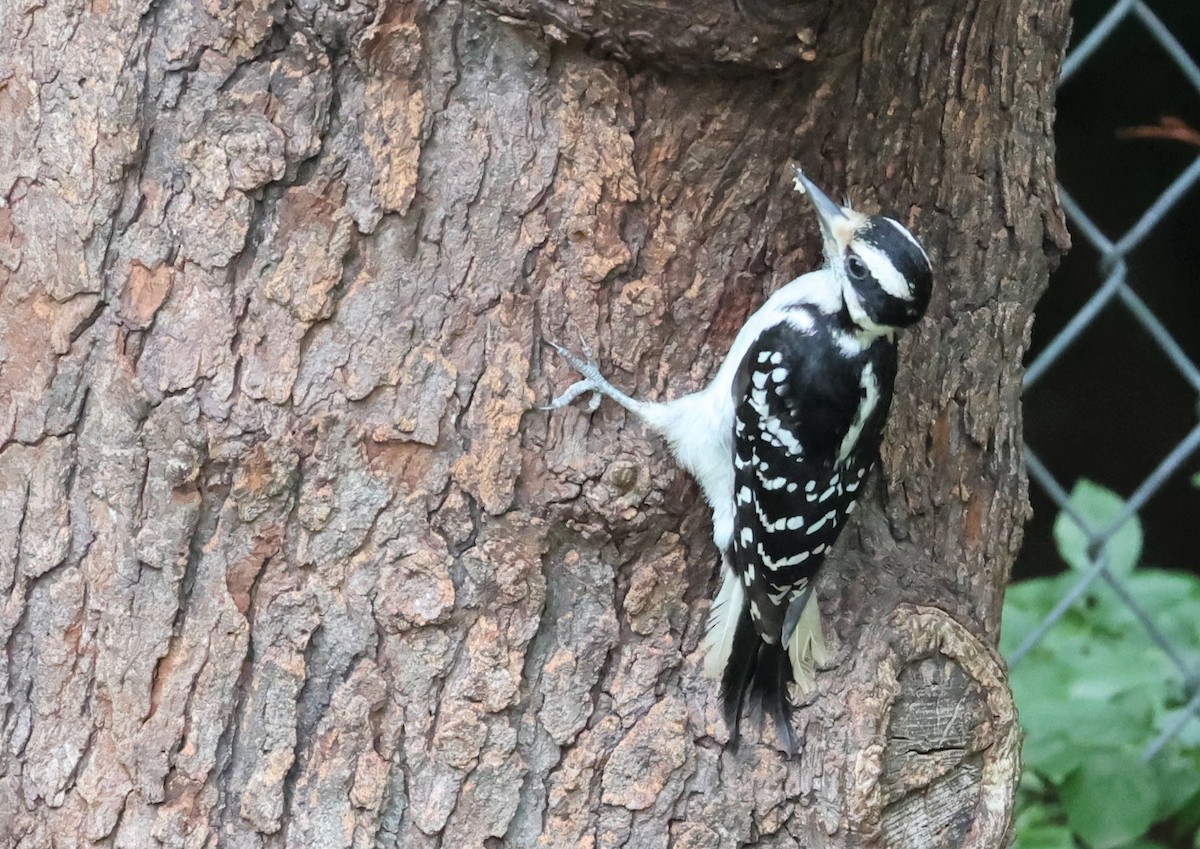 Hairy Woodpecker - ML468556701