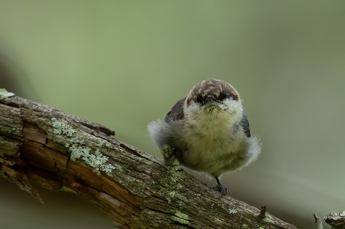 Brown-headed Nuthatch - ML468557531