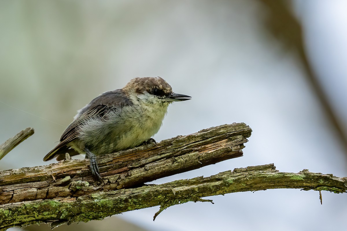 Brown-headed Nuthatch - ML468557541