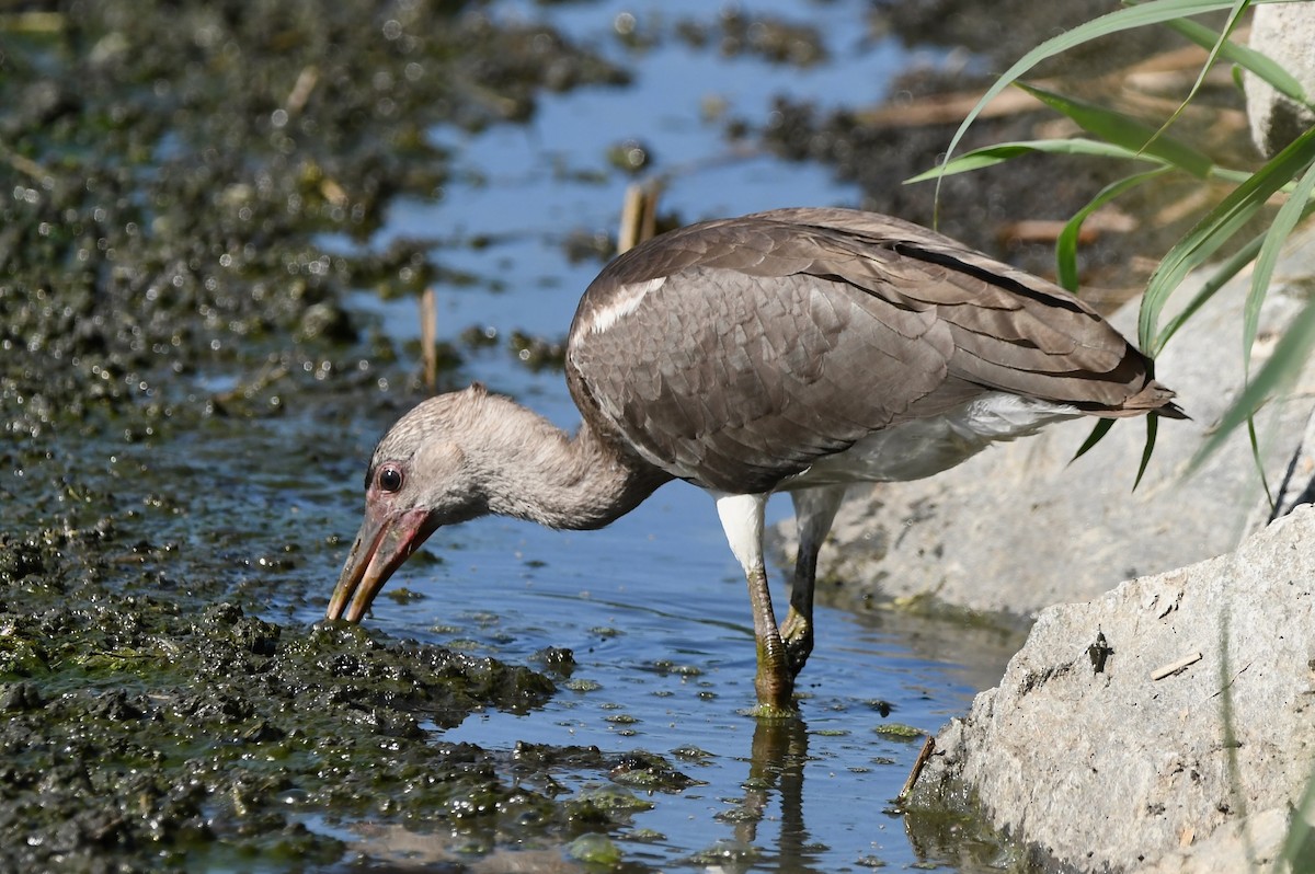 Ibis Blanco - ML468557931