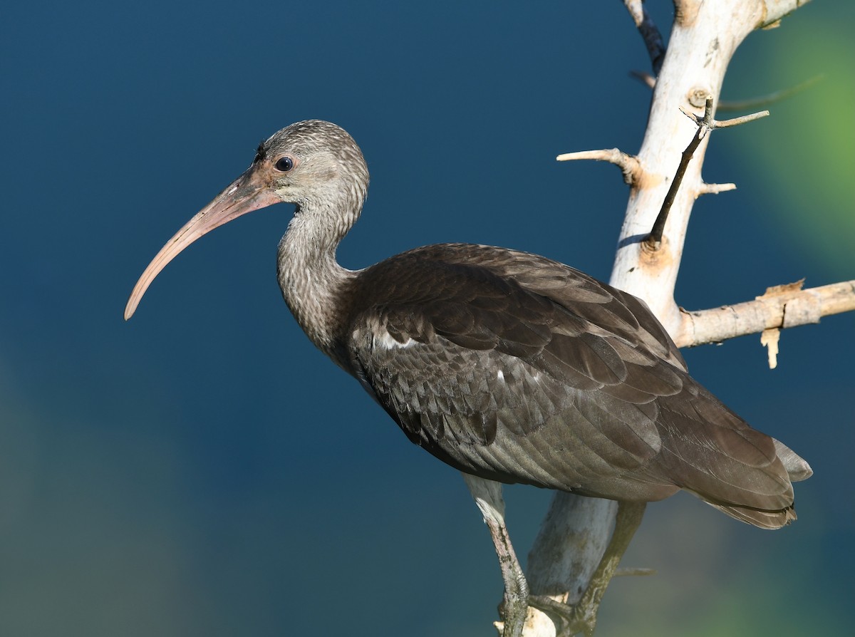 Ibis Blanco - ML468557941