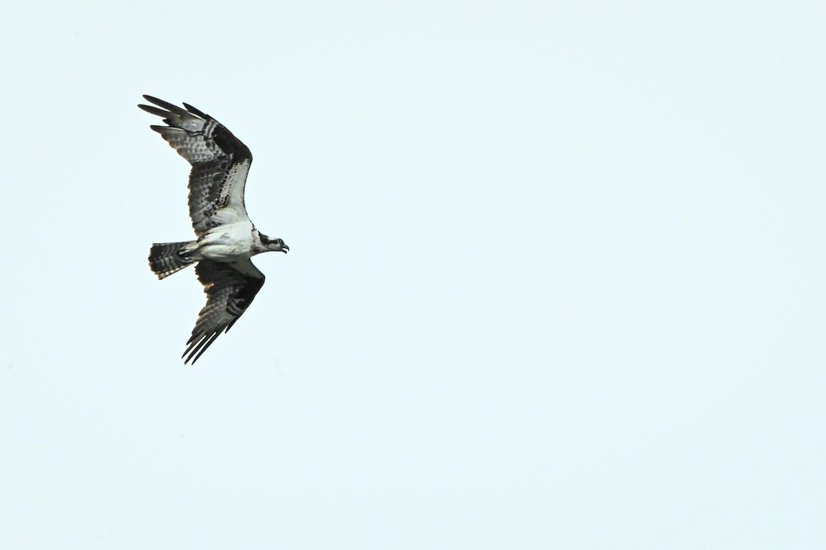 Águila Pescadora - ML468558341