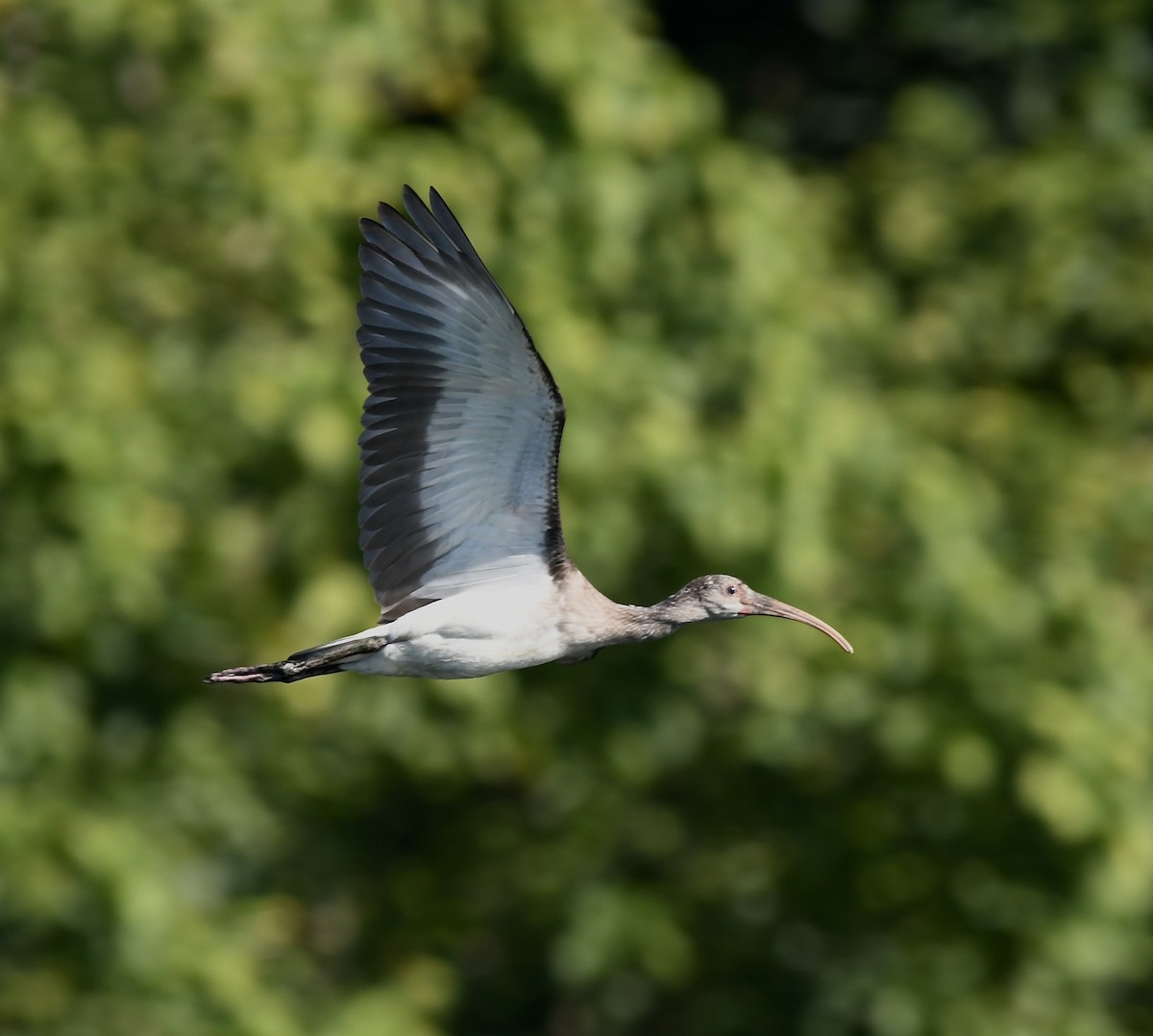 White Ibis - ML468558371