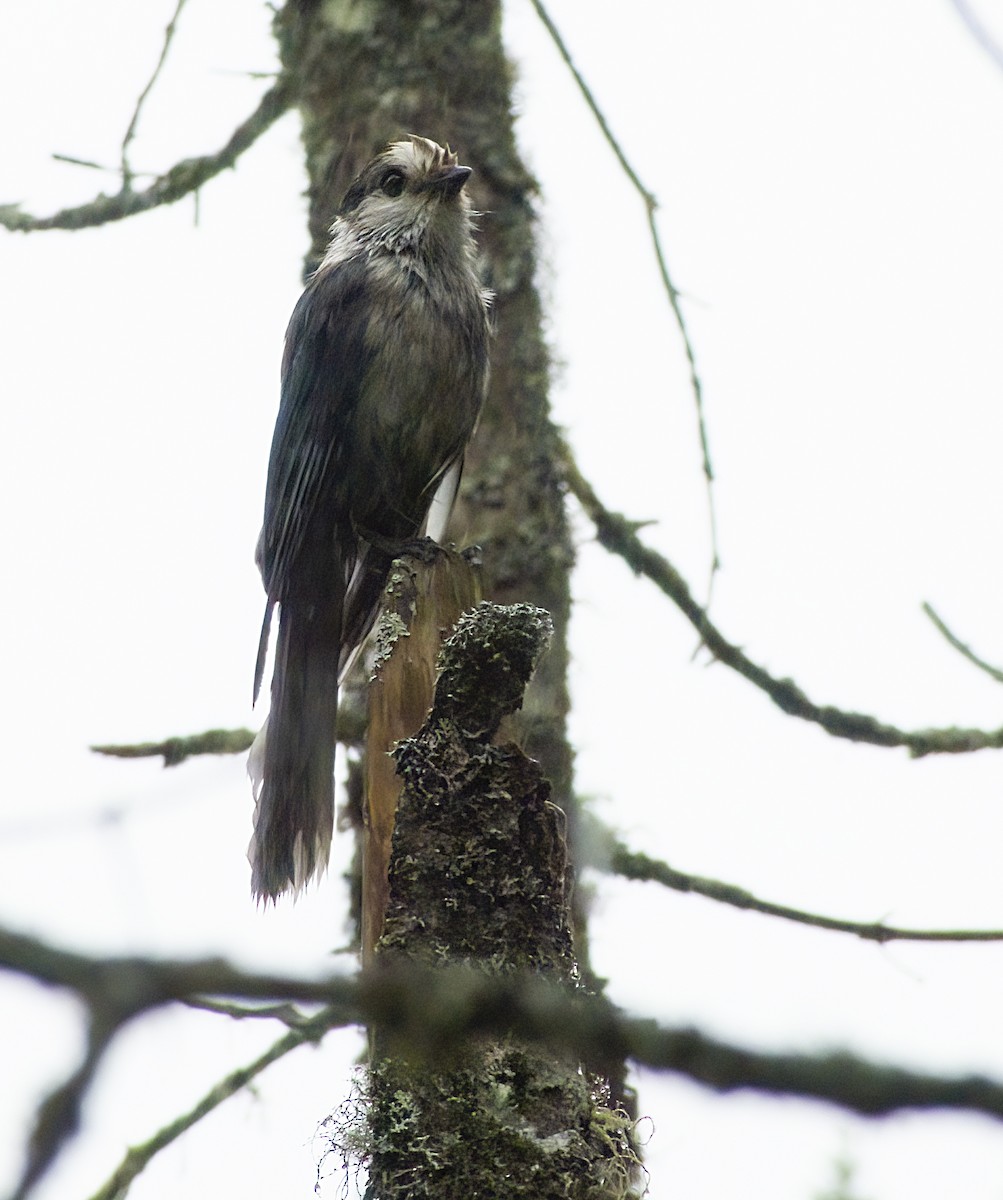 Canada Jay - ML468559091