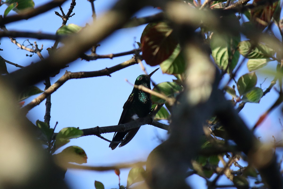 Blue-tailed Hummingbird - ML468559851