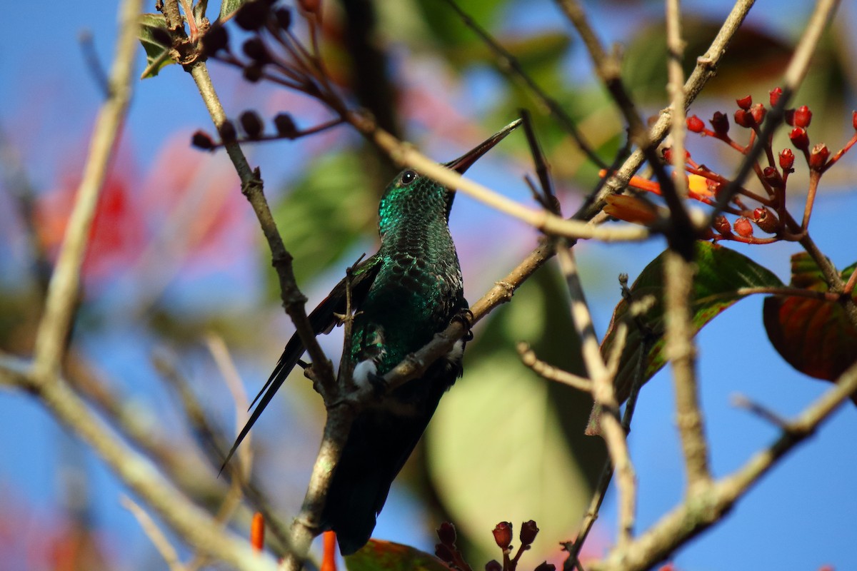 Blue-tailed Hummingbird - ML468559951