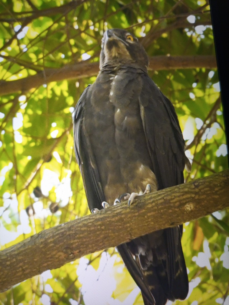 Bat Hawk - ML468560611