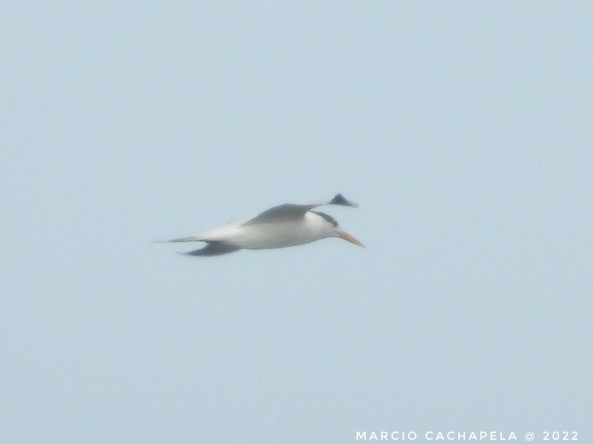 West African Crested Tern - ML468561581