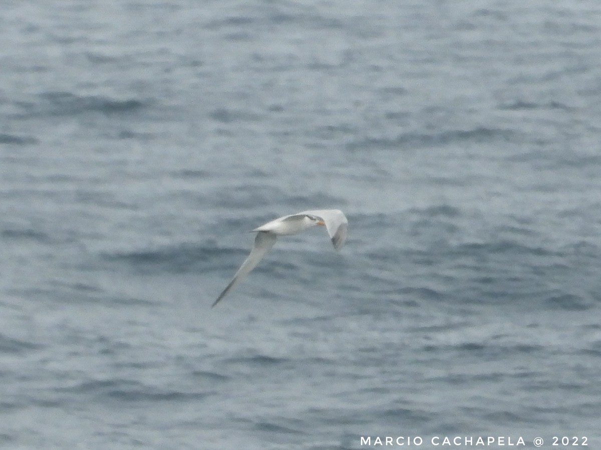 West African Crested Tern - Marcio Cachapela