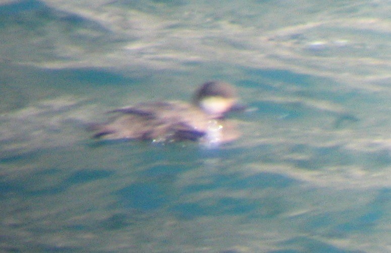 Black Scoter - ML46856191