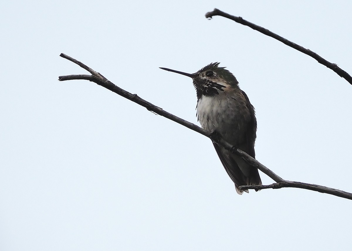 Calliope Hummingbird - ML468561931