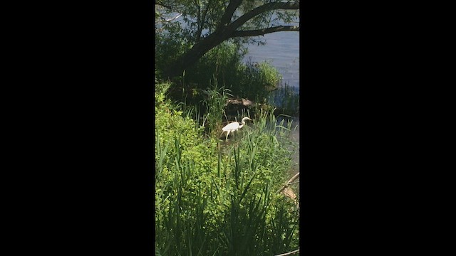 Great Egret - ML468562911