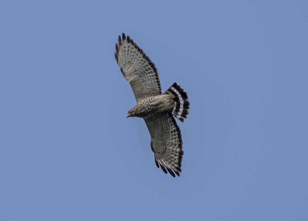 Broad-winged Hawk - ML468563131