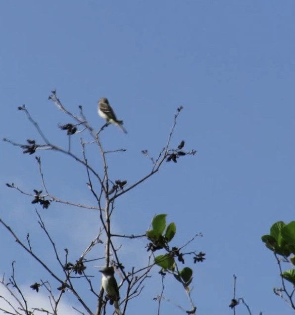 Willow Flycatcher - ML468563191