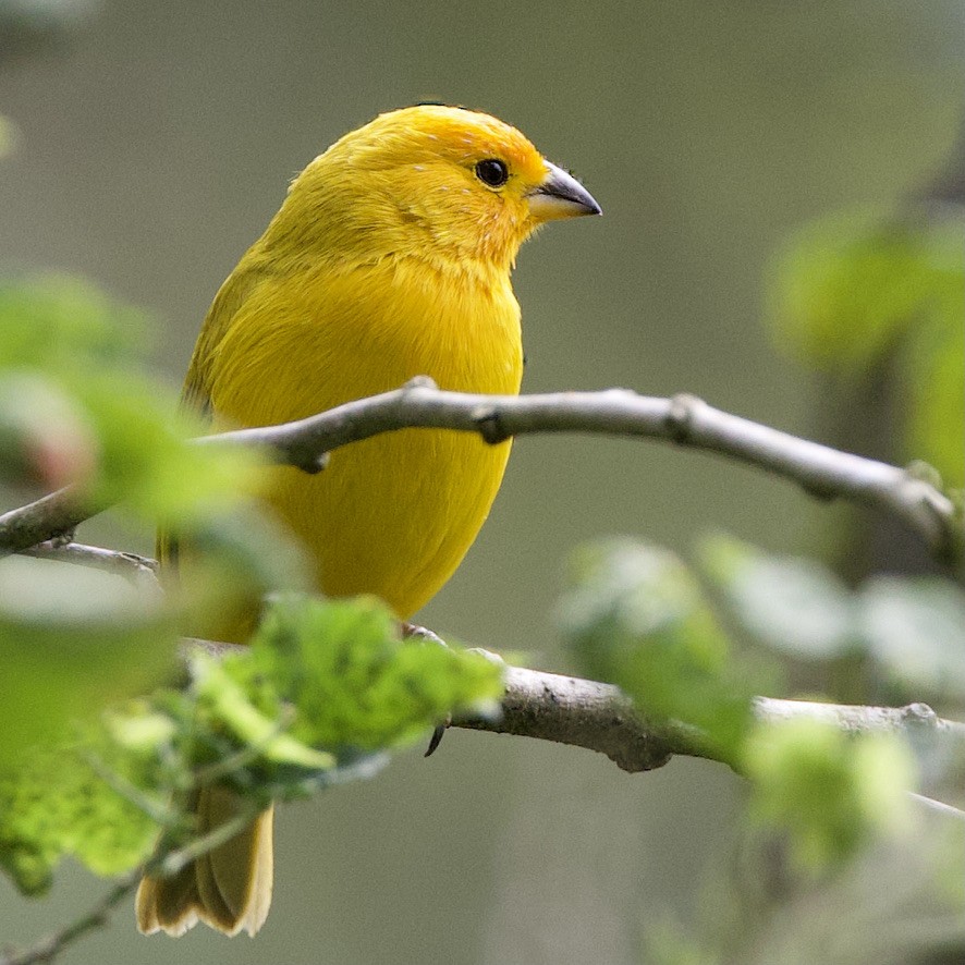 Saffron Finch - ML468565851