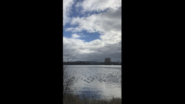 Snow Goose - ML468566181