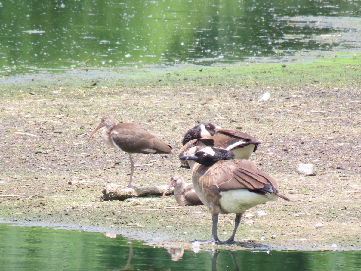 White Ibis - ML468566211