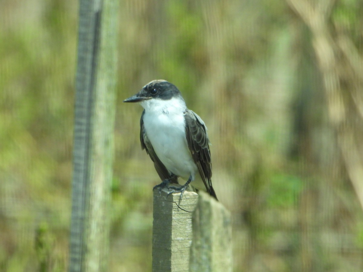 Fork-tailed Flycatcher - bob butler