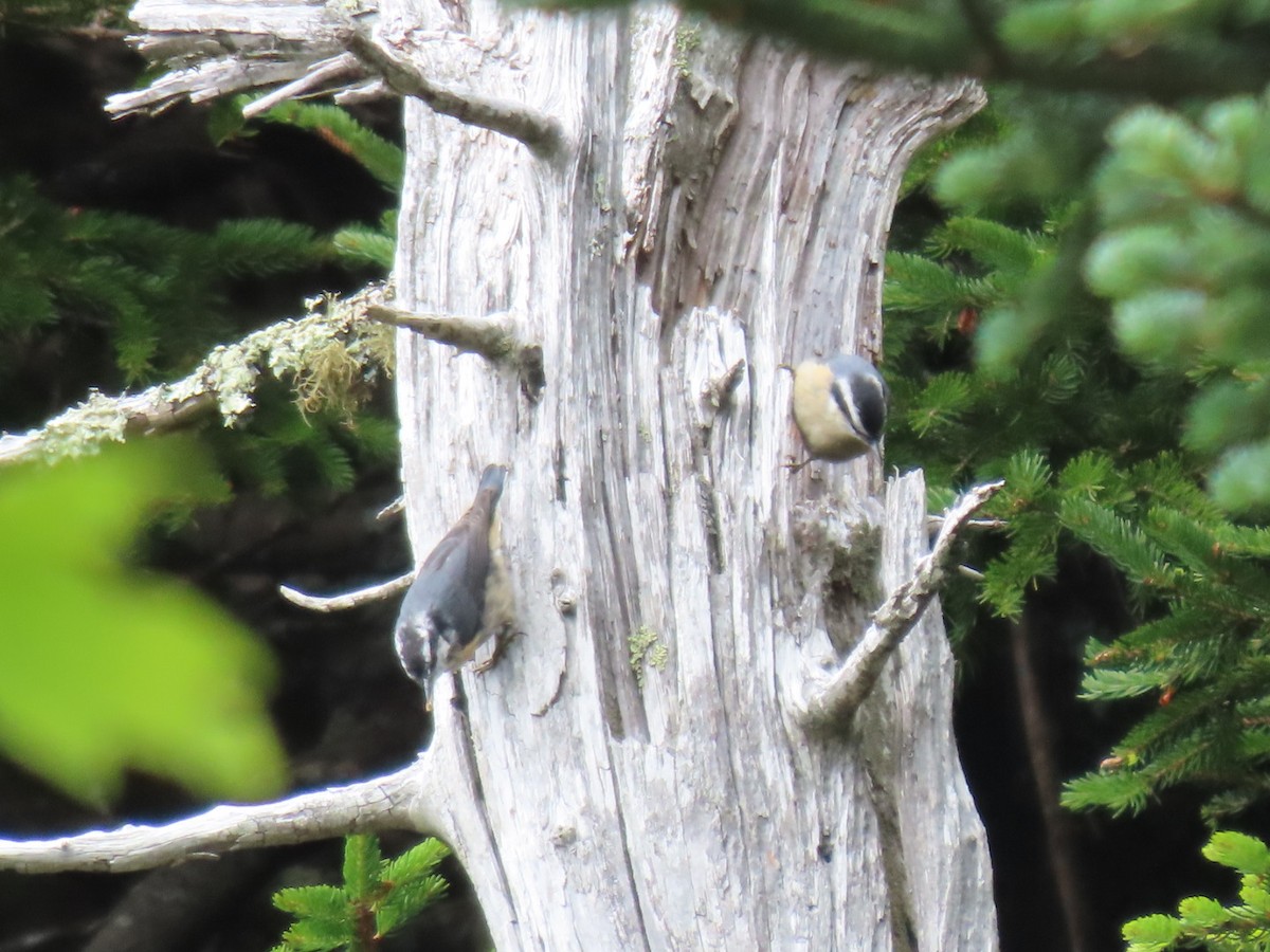 Red-breasted Nuthatch - Chad Aldridge