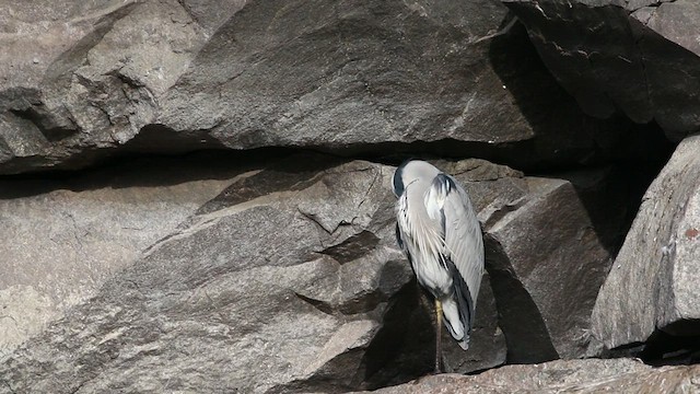 Gray Heron (Gray) - ML468566791