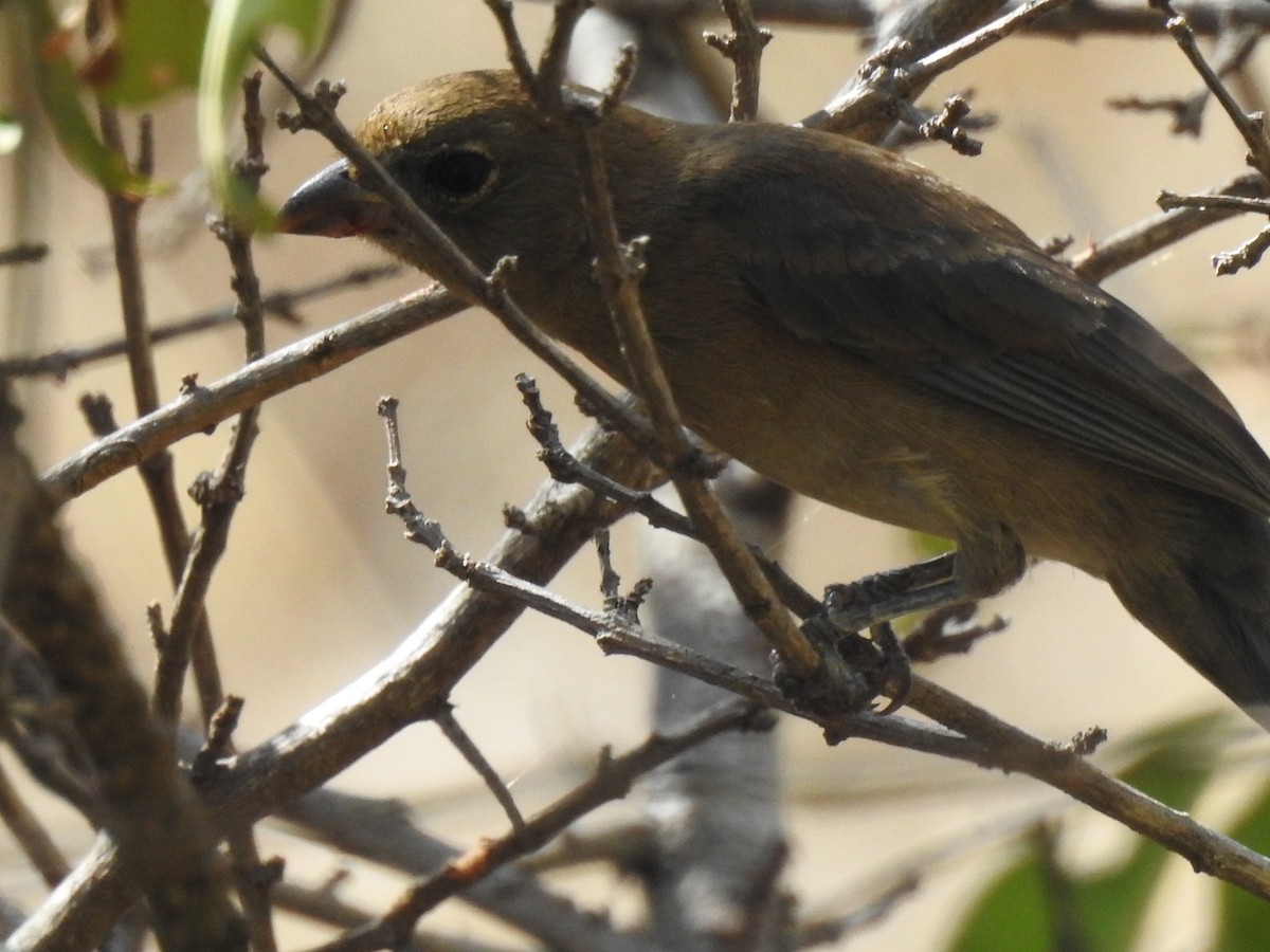 Varied Bunting - ML46856741