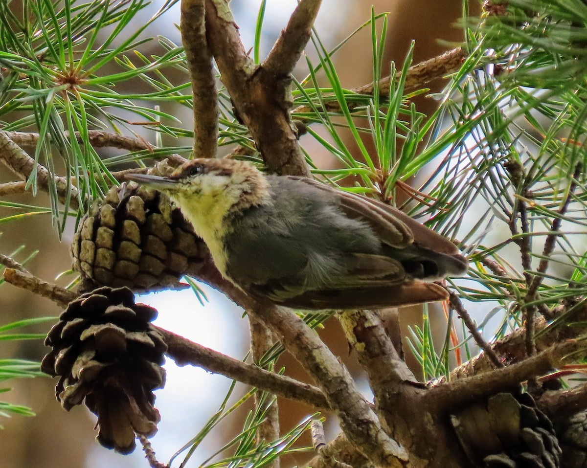 Brown-headed Nuthatch - ML468567461