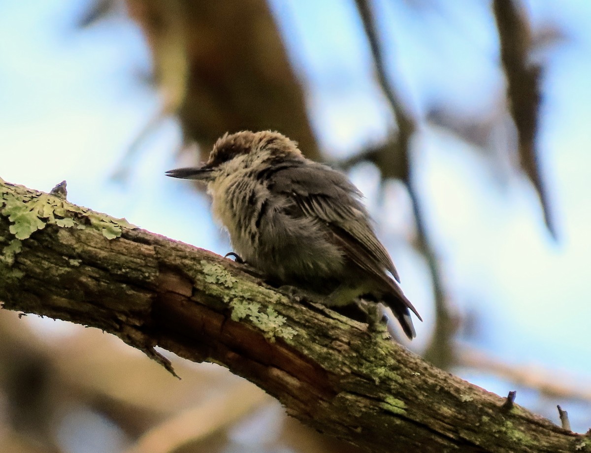 Brown-headed Nuthatch - ML468567841