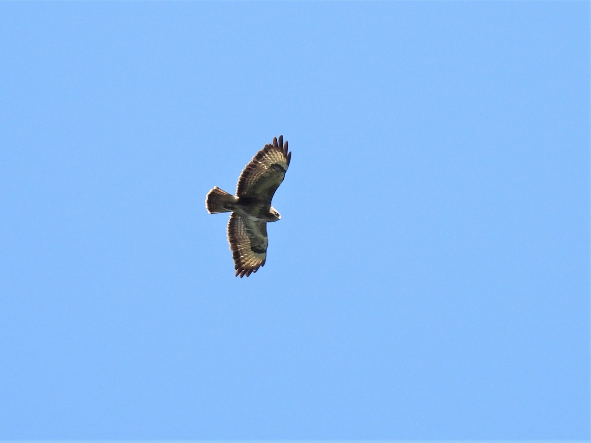 Mäusebussard (buteo) - ML468567931