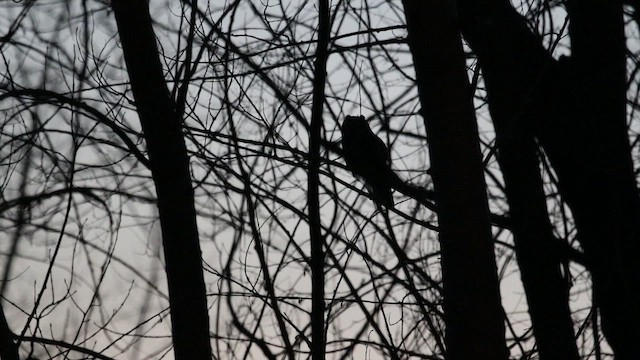 Соотон гуйванга - ML468569231