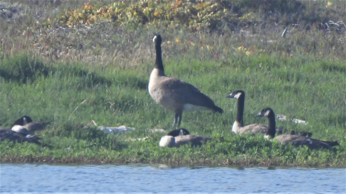 Canada Goose - Michael I Christie