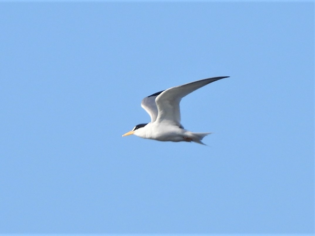 Least Tern - ML468569951