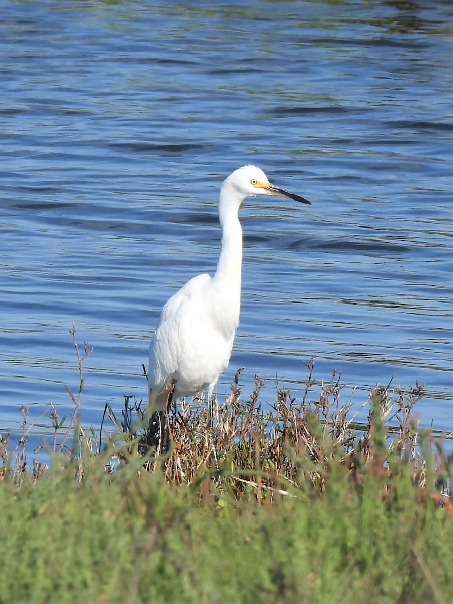 Snowy Egret - ML468570021