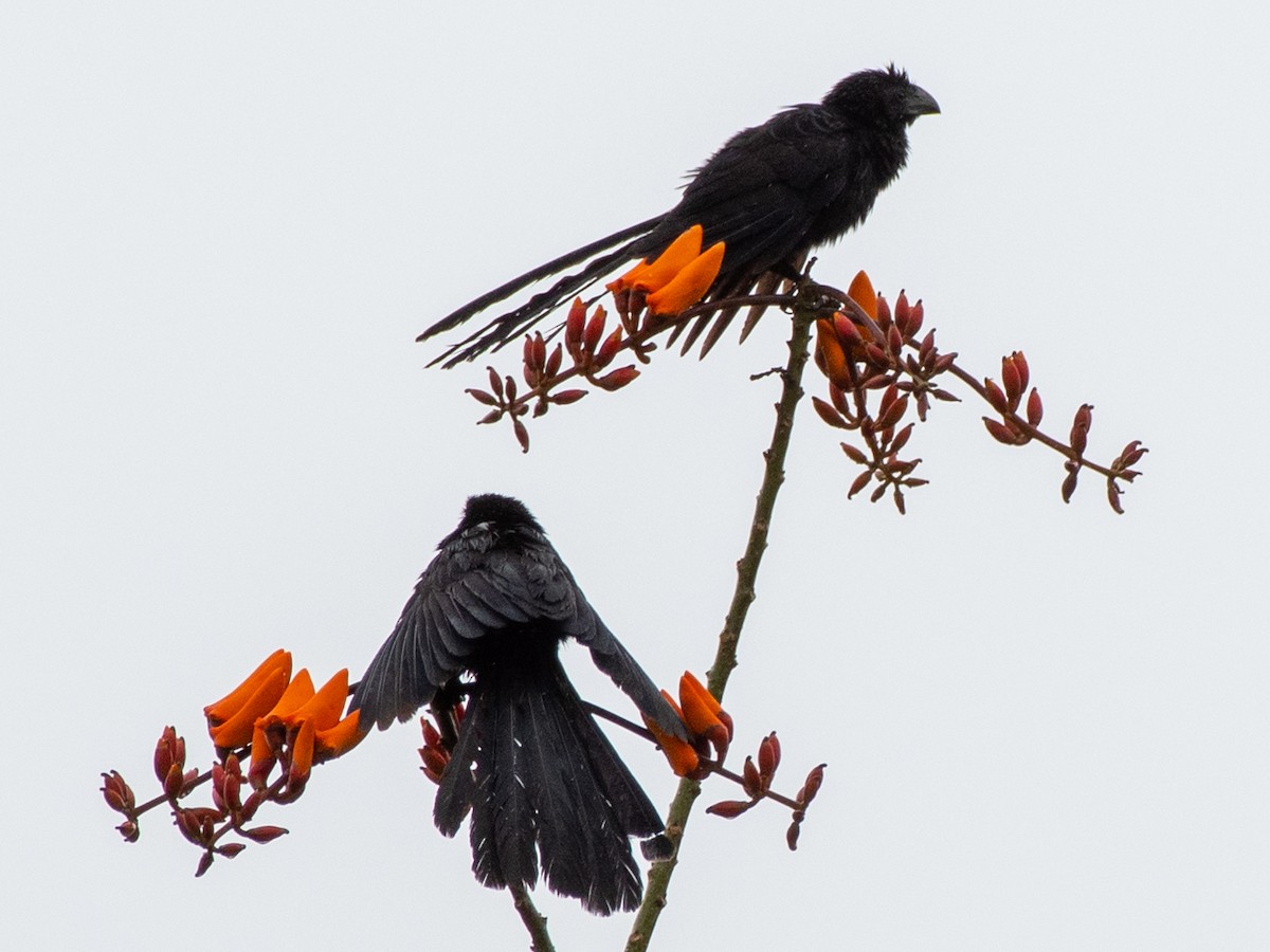 Groove-billed Ani - Brian Carruthers