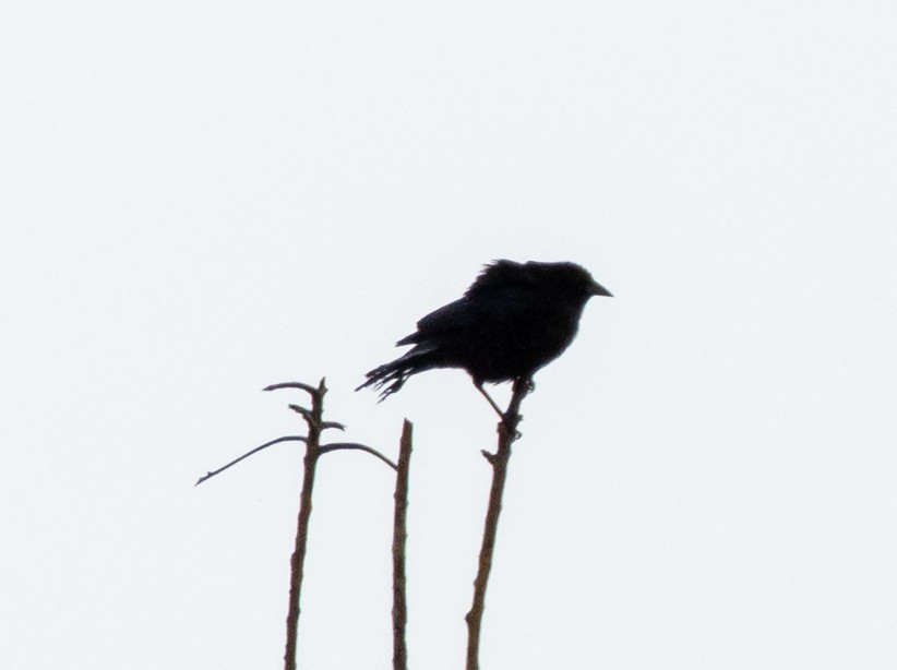 Bronzed Cowbird - ML468571061