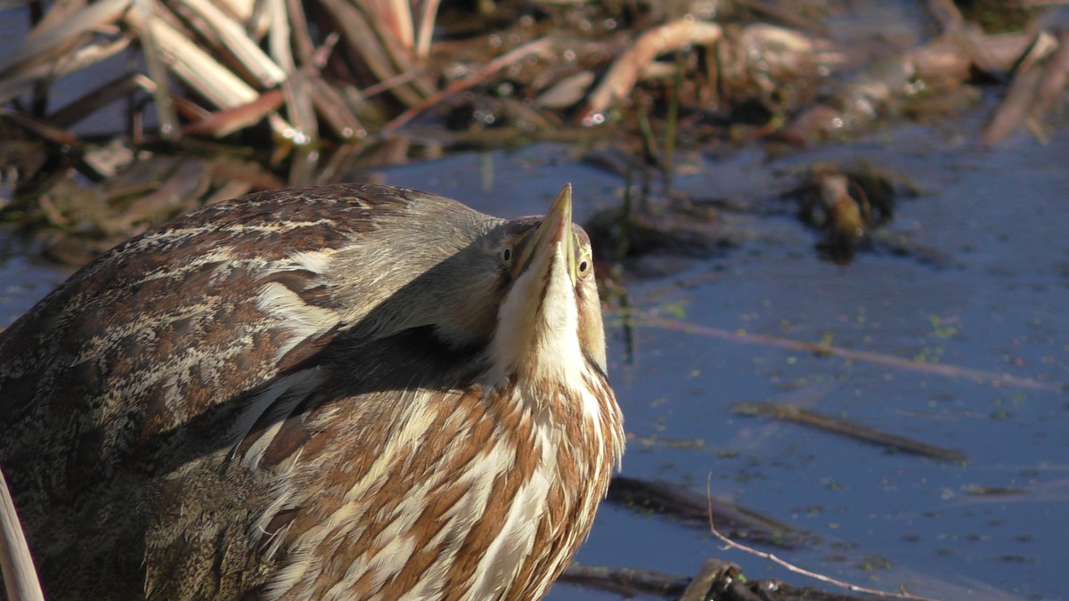 American Bittern - ML46857161