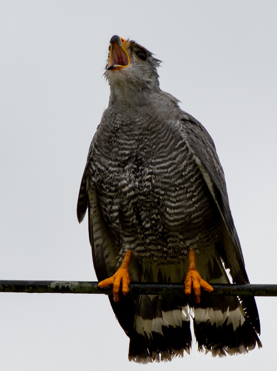 Gray Hawk - ML468571641