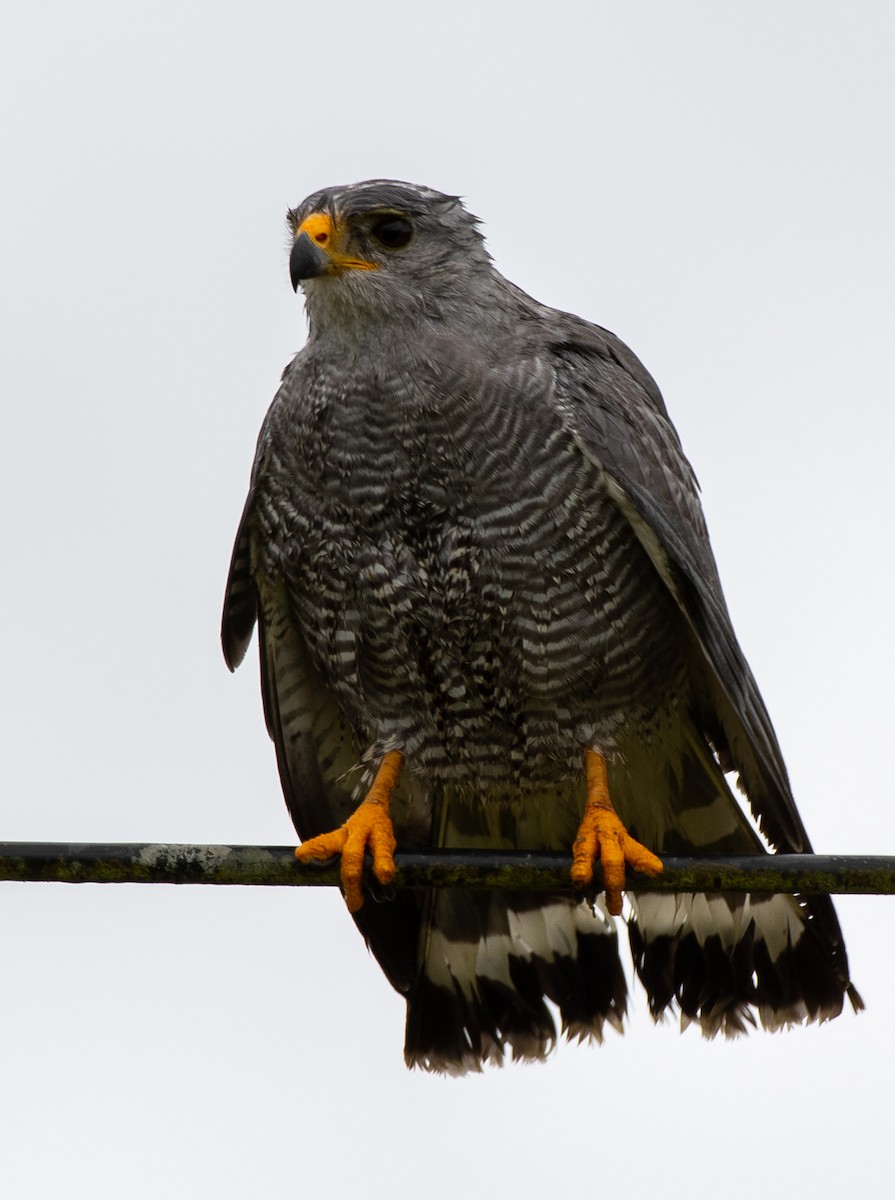 Gray Hawk - ML468571651