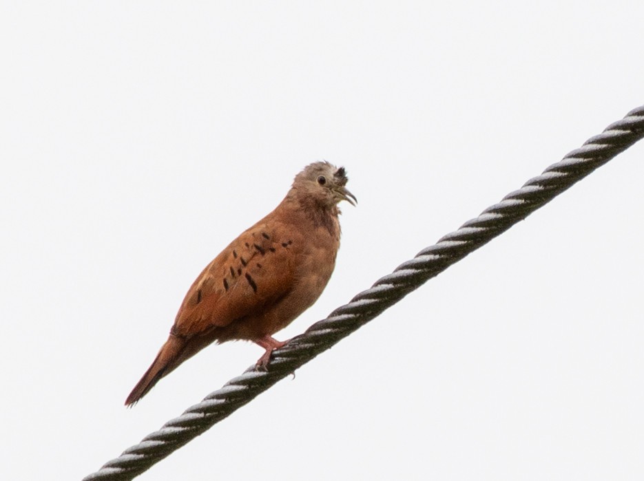 Ruddy Ground Dove - Brian Carruthers