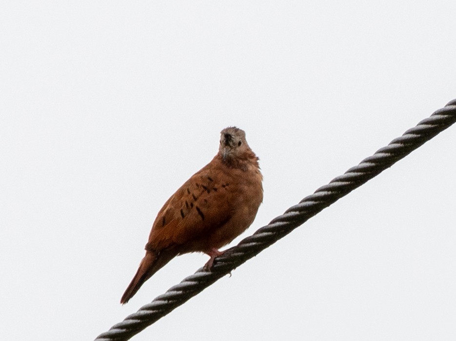 Ruddy Ground Dove - Brian Carruthers